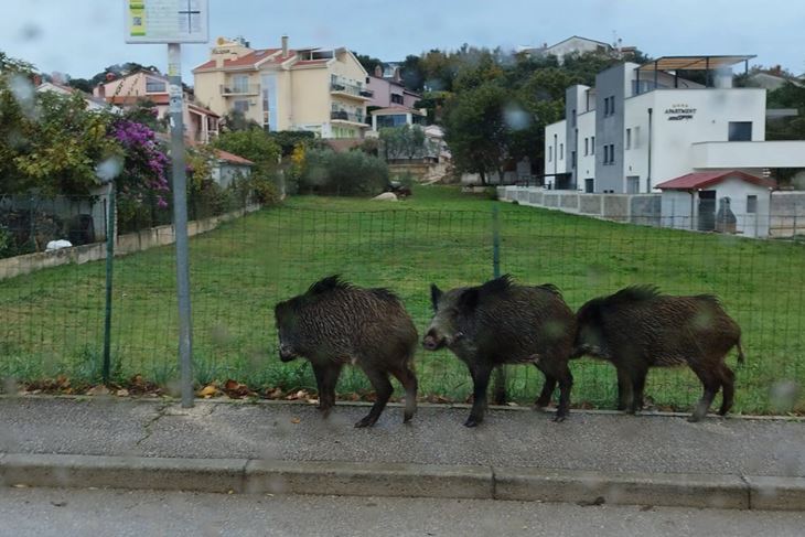 Ilustracija / Divlje svinje sve češći "gosti" naseljenih područja (foto Enes Seferagić)