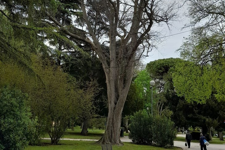Uklonit će se i nekoliko stabala u Parku Franje Josipa I.  (foto: Grad Pula)