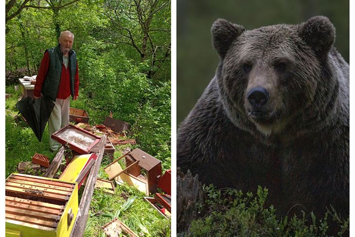 Pčelinjak Borisa Ivančića u Brgudcu (Foto: Pčelarska udruga Buzet)
