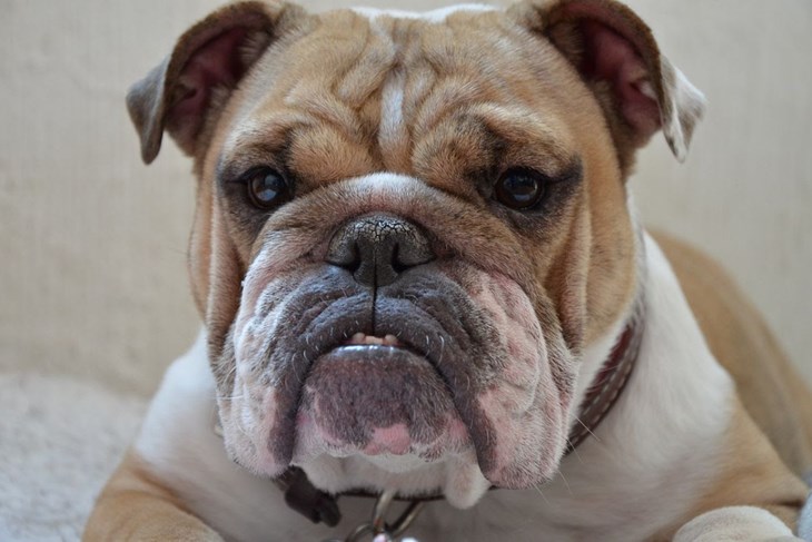 Engleski buldog