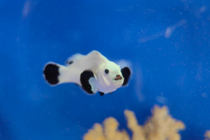 Izvor: Facebook stranica Aquariuma