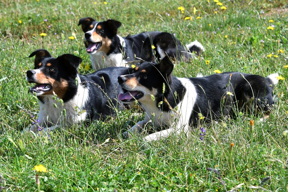 Zara, Zita i Ksena (snimio Milivoj MIJOŠEK)