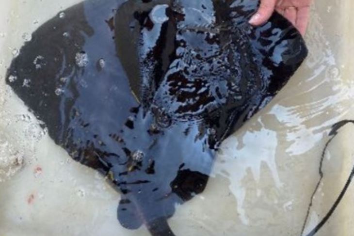 Raža žutuga ljubičasta ( Foto: Facebook stranica Aquariuma)