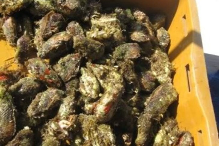 Mušule (Arhiva)