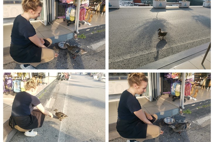 Patka već pet godina dolazi na piće (snimio Branko BIOČIĆ)