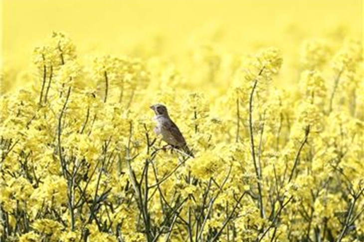 (Hina/EPA)
