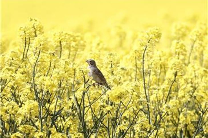 (Hina/EPA)