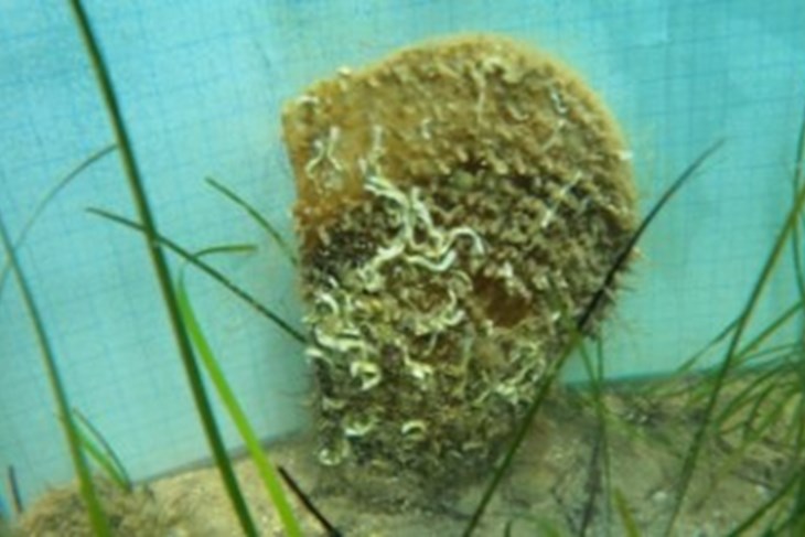 (Hina/EPA)