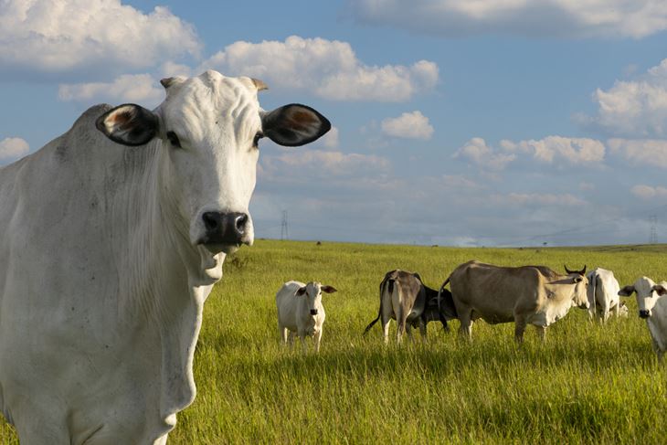 (Foto: iStock)