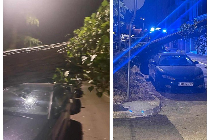 Srušeno stablo u Karlovačkoj ulici (Snimila čitateljica)