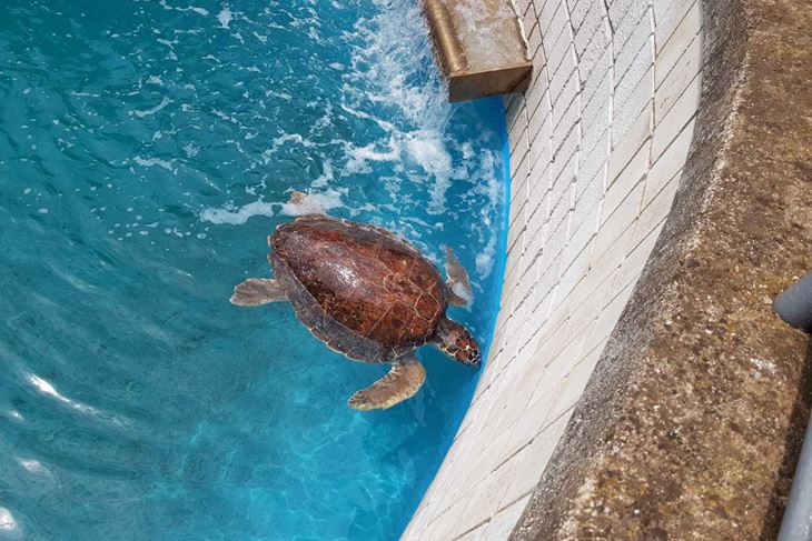 (Foto: Aquarium Pula)