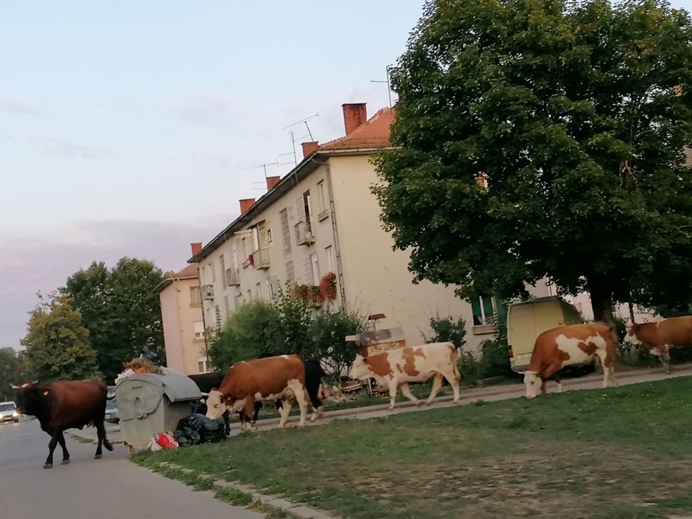 (Snimio Marin Smolčić / Novi list)