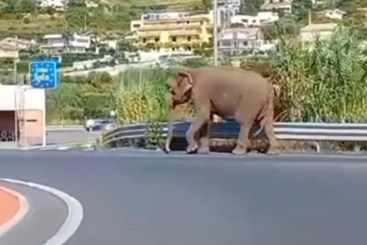 (Foto TikTok video screenshot)