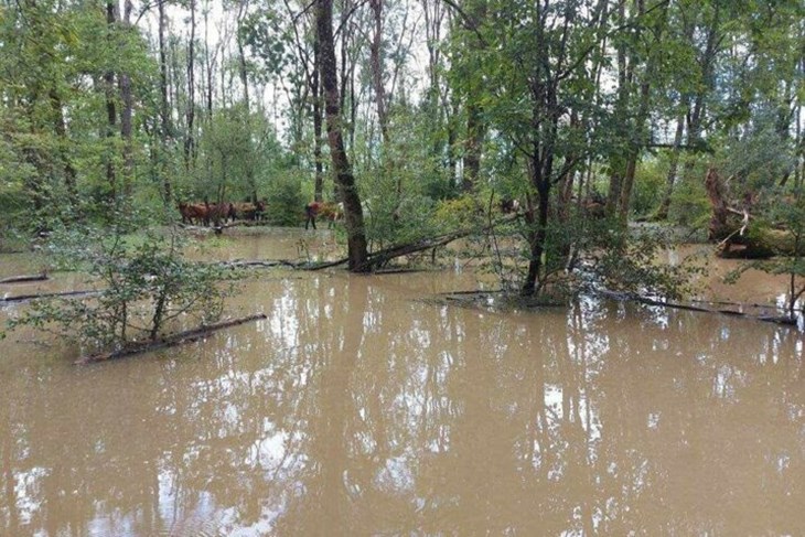(Foto Facebook, Udruga za zaštitu životinja Bijeli Očnjak)