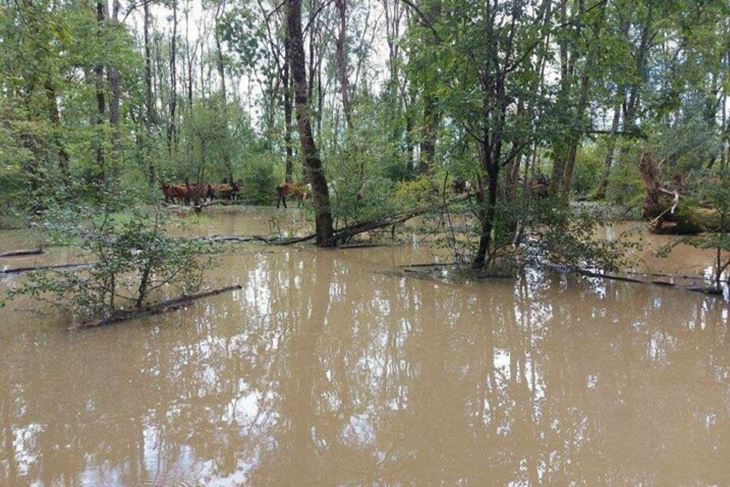 (Foto Facebook, Udruga za zaštitu životinja Bijeli Očnjak)