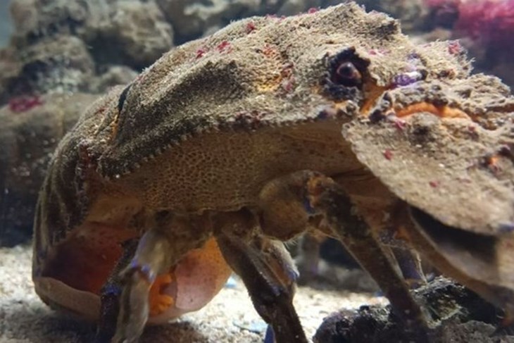 (Foto Facebook Aquarium Pula)