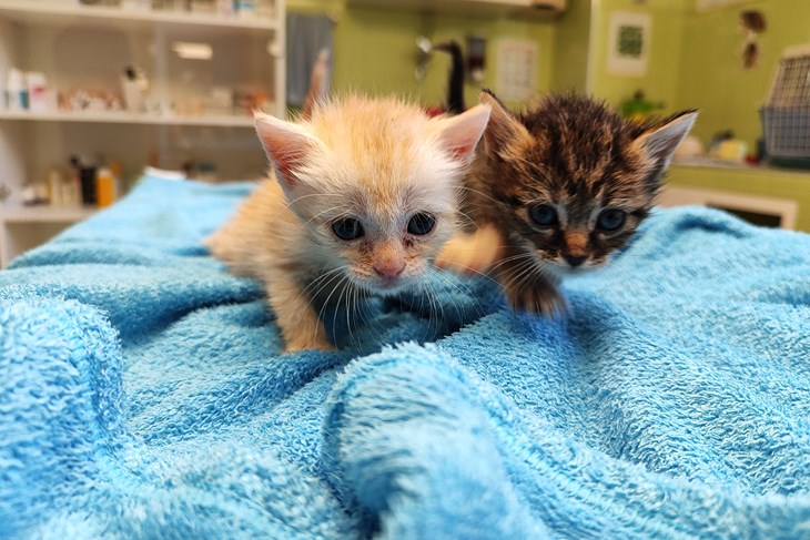 Mačići su počeli samostalno jesti (Foto: Veterinarska ambulanta Pazin)