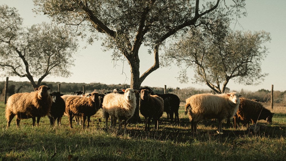 (Foto Obiteljska arhiva)