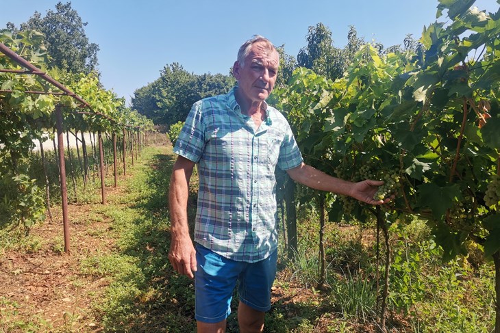 Valter Licul pokazuje svoje grožđe (Snimio Branko Biočić)