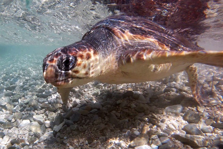 (Foto Akvarij Piran/Manja Rogelja)