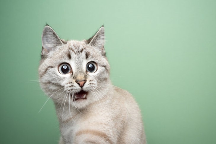 Ilustracija (iStock)