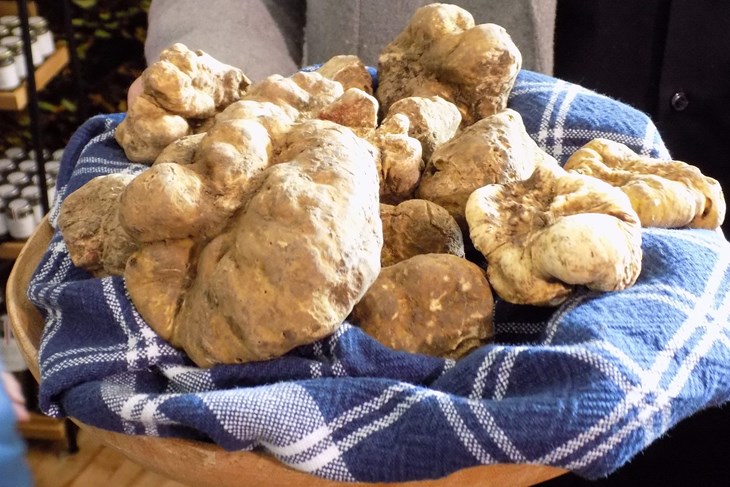 Stanište bijelog tartufa je Motovunska šuma (Arhiva Glasa Istre)