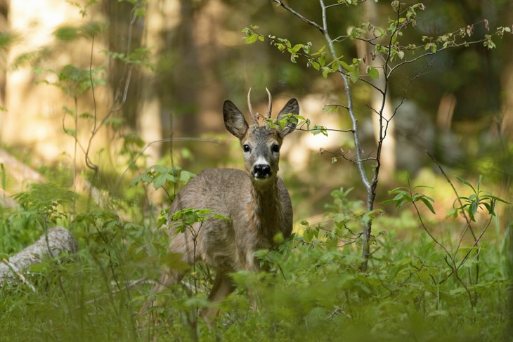 (Arhiva Glasa Istre)