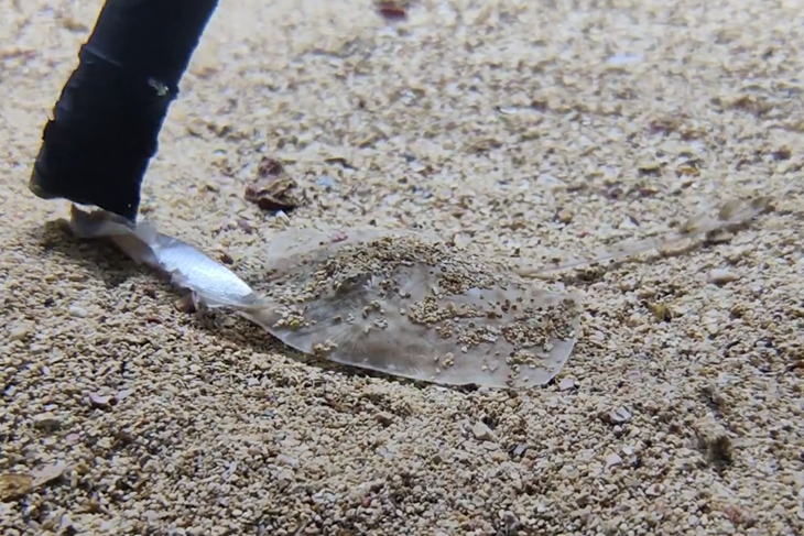 Screenshot iz videa (Aquarium Pula)