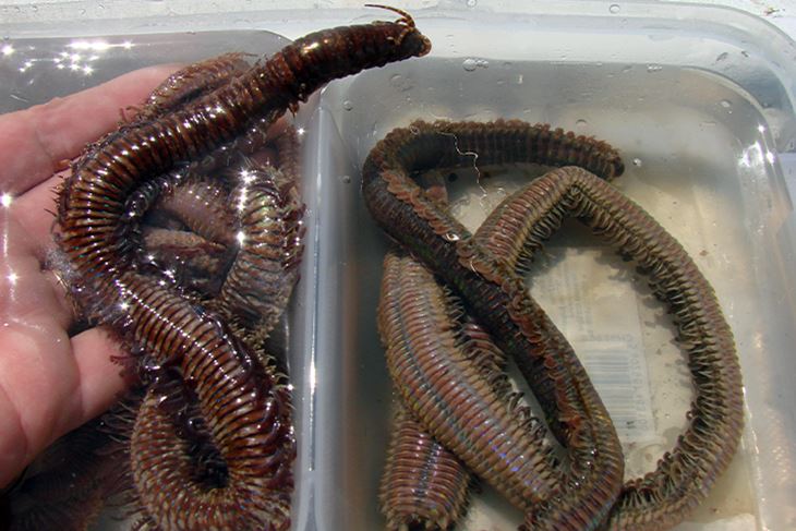Živog se crva skladišti u prikladnim posudama s malo mora pri čemu ga se ne smije izlagati većim temperaturnim kolebanjima