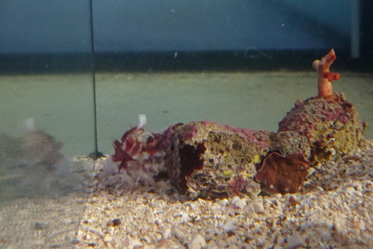 Velika rakovica dobiva i crvenu algu s kojom se ukrašava kako bi se prilagodila okolišu (Foto: Aquarium Pula)