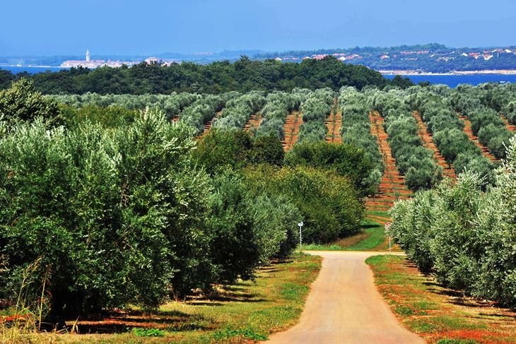 Primjenom novih mogućnosti prerade komine postiže se rasterećenje okoliša (Foto: Facebook Agrolaguna)