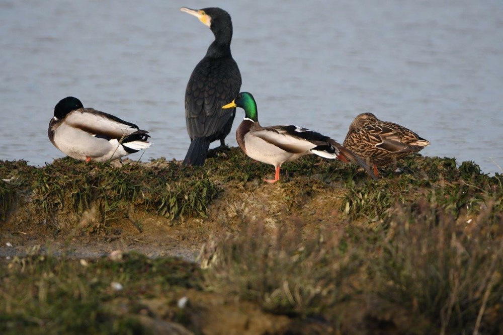 (JU Natura Histrica)