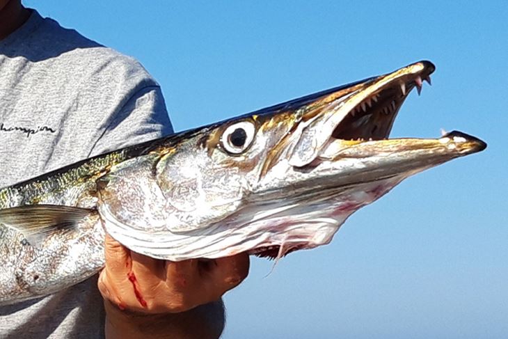 Škaram je stalna Jadranska vrsta oduvijek dobro poznata dubrovačkim ribarima i općenito ribarima južnog Jadrana