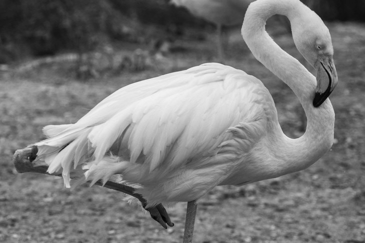 Ingo (Foto Zoo Berlin Facebook)