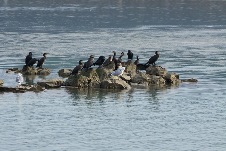 (Foto:  Javna ustanova Natura Histrica)