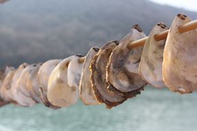 (Snimila Doria Mohorović)