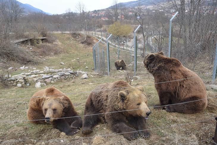 (Foto Marin Smolčić)