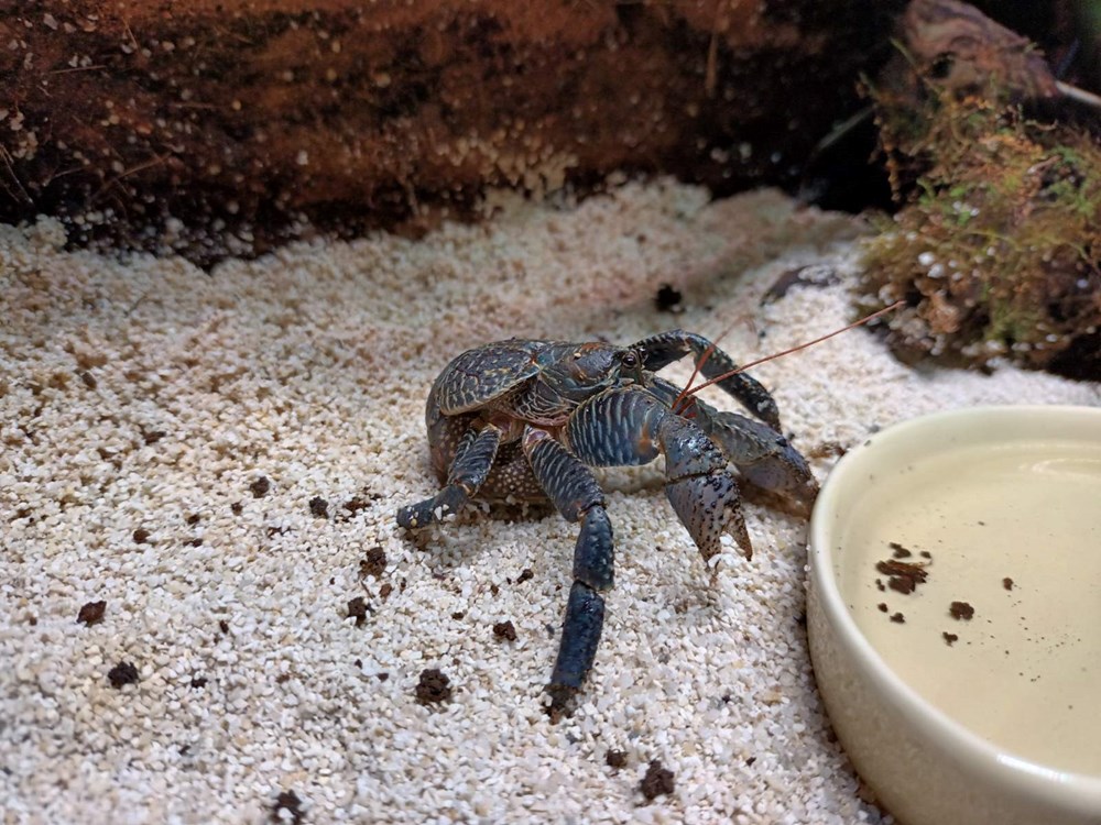 (Foto Aquarium Pula)