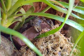 (Foto Aquarium Pula)