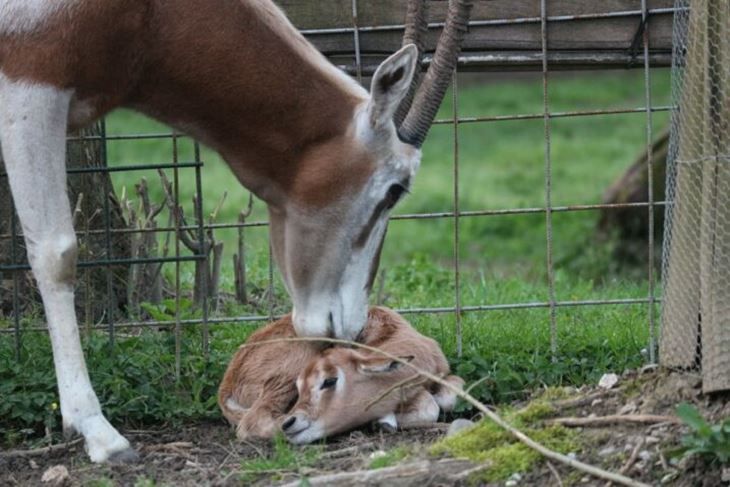 (Foto: Zagreb Zoo)