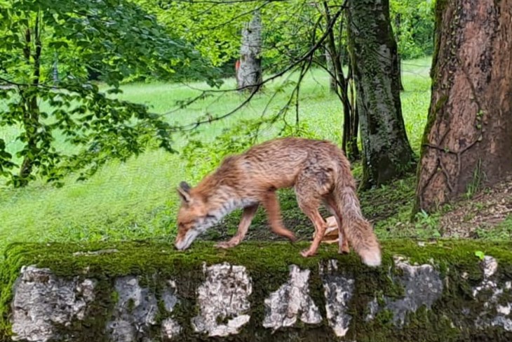 (Foto Marin Smolčić)