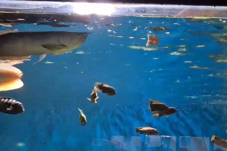 (Foto: Aquarium Pula video screenshot)