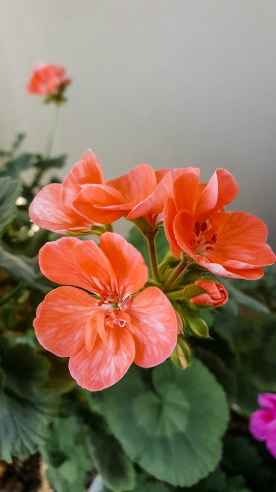 Pelargonija (Pexels)