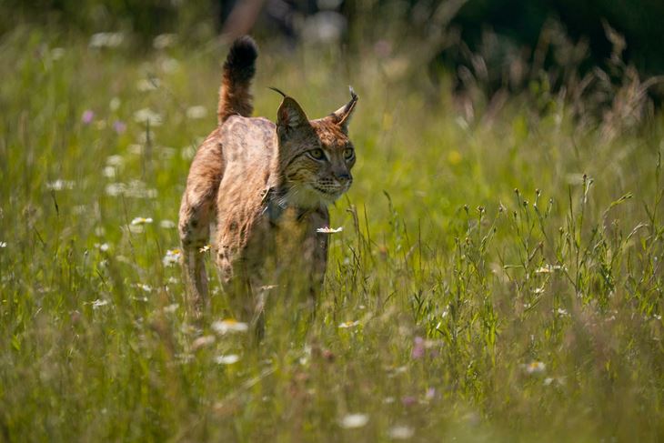 (Foto: LIFE LYNX PROJEKT)