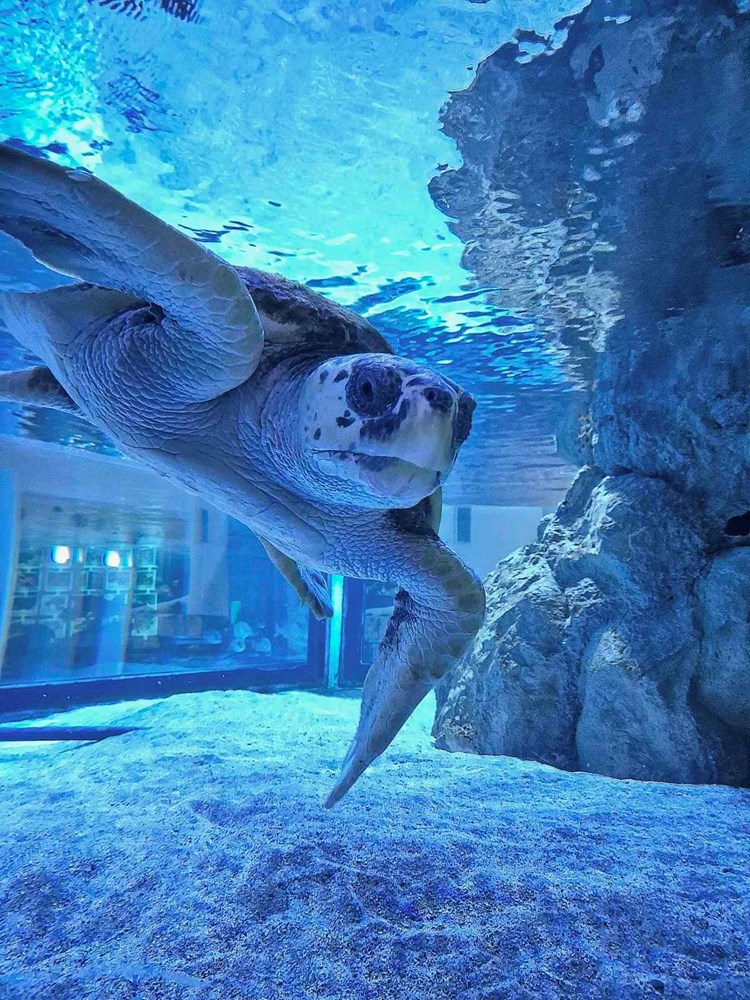 (Foto: Aquarium Pula)