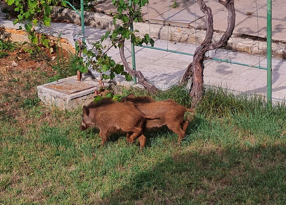 Divljači je mjesto u šumi, smatra čitateljica (Arhiva Glasa Istre)