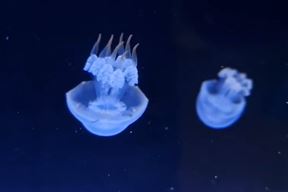 Plamena meduza (Foto: Aquarium Pula)