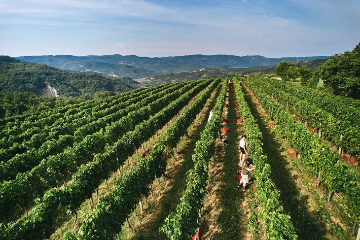 Istra je atraktivna vinska regija (Arhiva Glasa Istre)