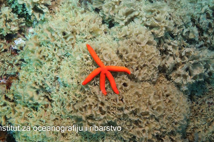 (Foto: Institut za oceanografiju i ribarstvo)