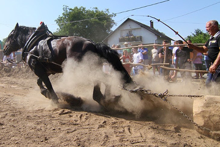 (Foto Prijatelji životinja)